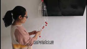 Innovative Practice School in Dalian: Excellent Micro-Class Broadcast (97) - Hydroponic Wind Chime Pothos