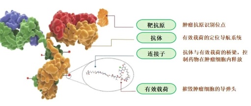 The Rise of Chinese ADC Anti-Cancer Drugs: From "Imitation" to "Leading", A New Hope for Global Patients