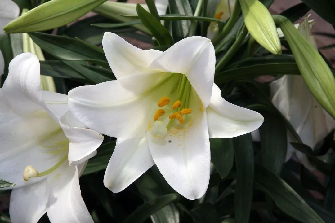 The Historical and Religious Significance of the Madonna Lily
