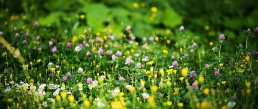 Common Linux Commands