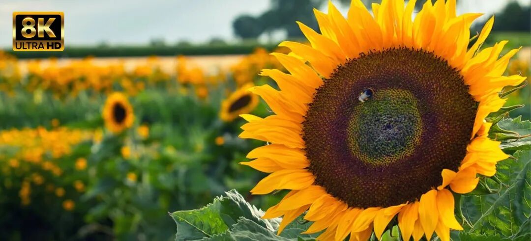 Board-to-Board Connector Method | Core Board Z-3588