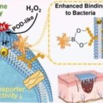 Professor Dong Haifeng from Beijing University of Science and Technology in ACS NANO: Bimetallic Metal-Organic Framework Microneedle Array Promotes Wound Healing through Targeted Reactive Oxygen Species Generation and Disruption of Electron Transfer