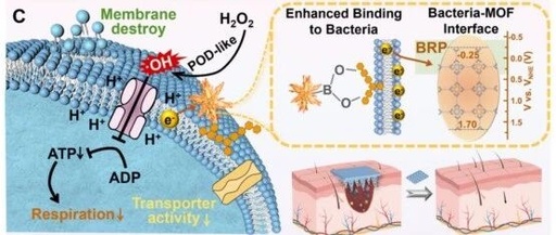Professor Dong Haifeng from Beijing University of Science and Technology in ACS NANO: Bimetallic Metal-Organic Framework Microneedle Array Promotes Wound Healing through Targeted Reactive Oxygen Species Generation and Disruption of Electron Transfer