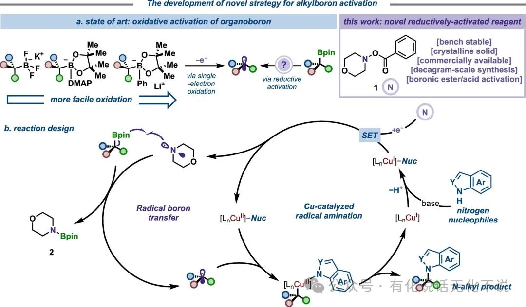 Goodbye Morpholine Radical