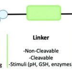 Understanding Peptide-Drug Conjugates (PDC) in the Wave of ADCs