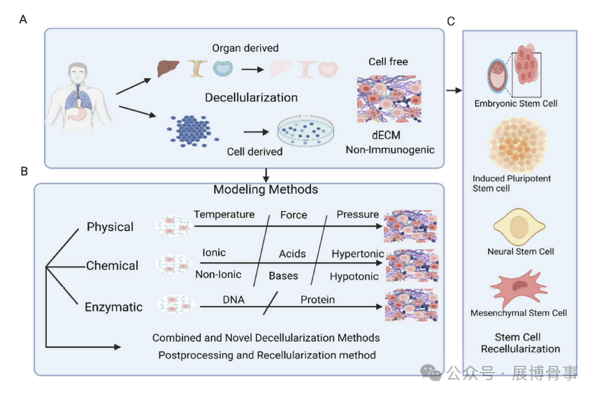Innovative Solutions for Intervertebral Disc Degeneration: Breakthroughs in 3D Bioprinting by a South Korean Team