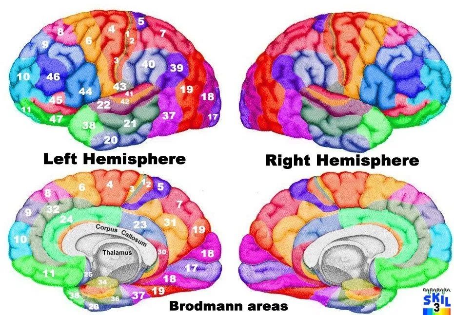 Fundamentals of Neural Rehabilitation: Brodmann Brain Cortex Areas