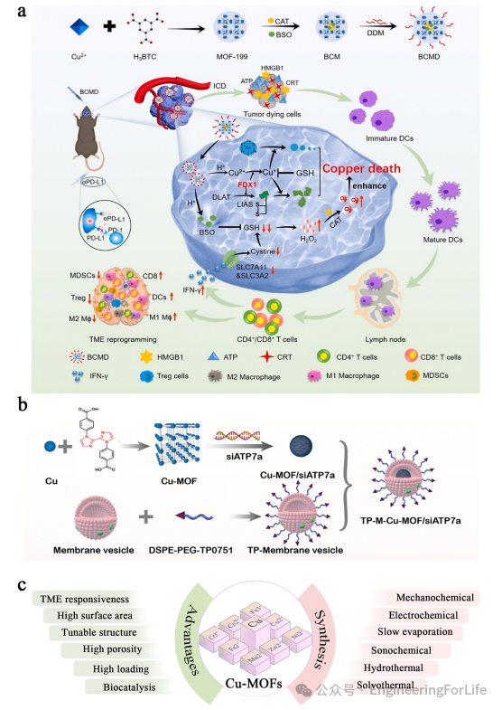 New Strategies for Cancer Treatment Using Copper Ions: Insights from Cuproptosis