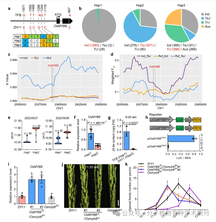 Recommended Reading: Genetic Regulation of Diurnal Flowering Time Differences in Rice: The Role of OsMYB8 and OsJAR1 Modules