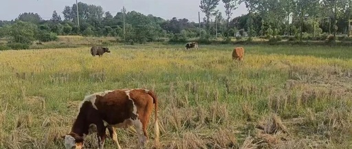 Summary of Practical Backup Strategies for Linux System Operations