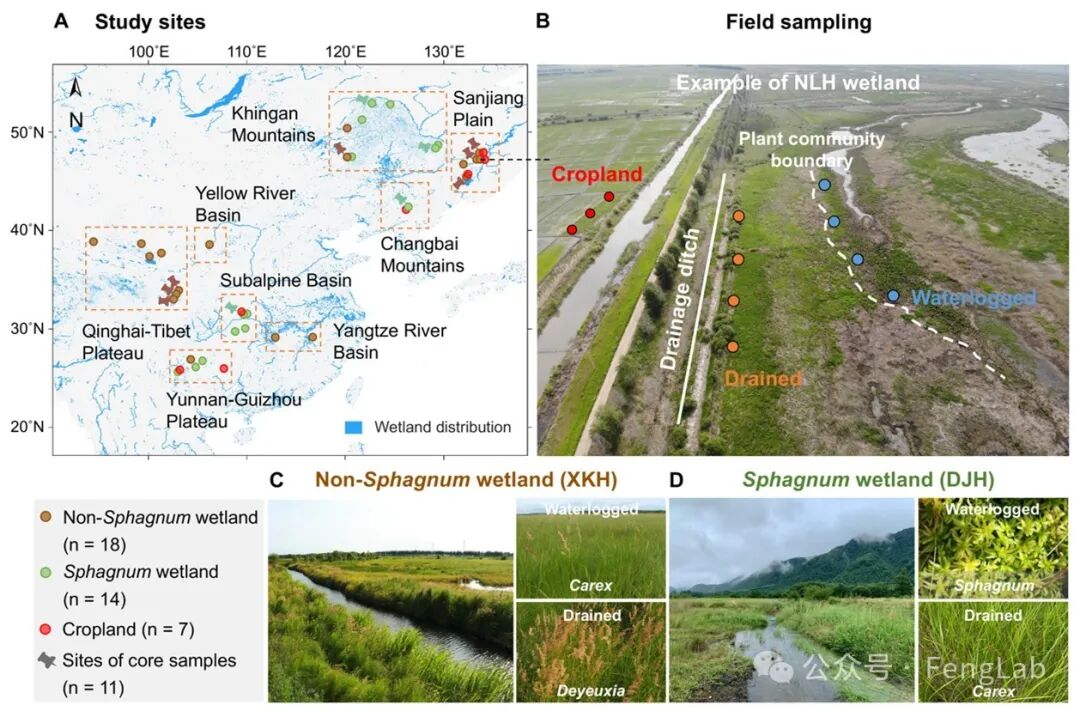 Research Progress | The Research Team of Editor Feng Xiaojun Reveals the Response of Metal-Bound Organic Carbon to Drainage: Sphagnum vs. Non-Sphagnum Wetlands