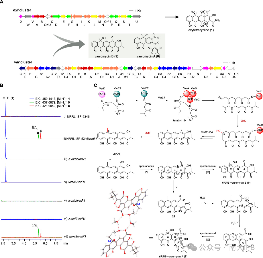 Uncovering the Molecular Landscape of Tetracycline Family Natural Products through Bacterial Genome Mining