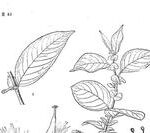 The Life Code of Kanas: Salix pyrolifolia