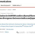Recommended Reading: Genetic Regulation of Diurnal Flowering Time Differences in Rice: The Role of OsMYB8 and OsJAR1 Modules