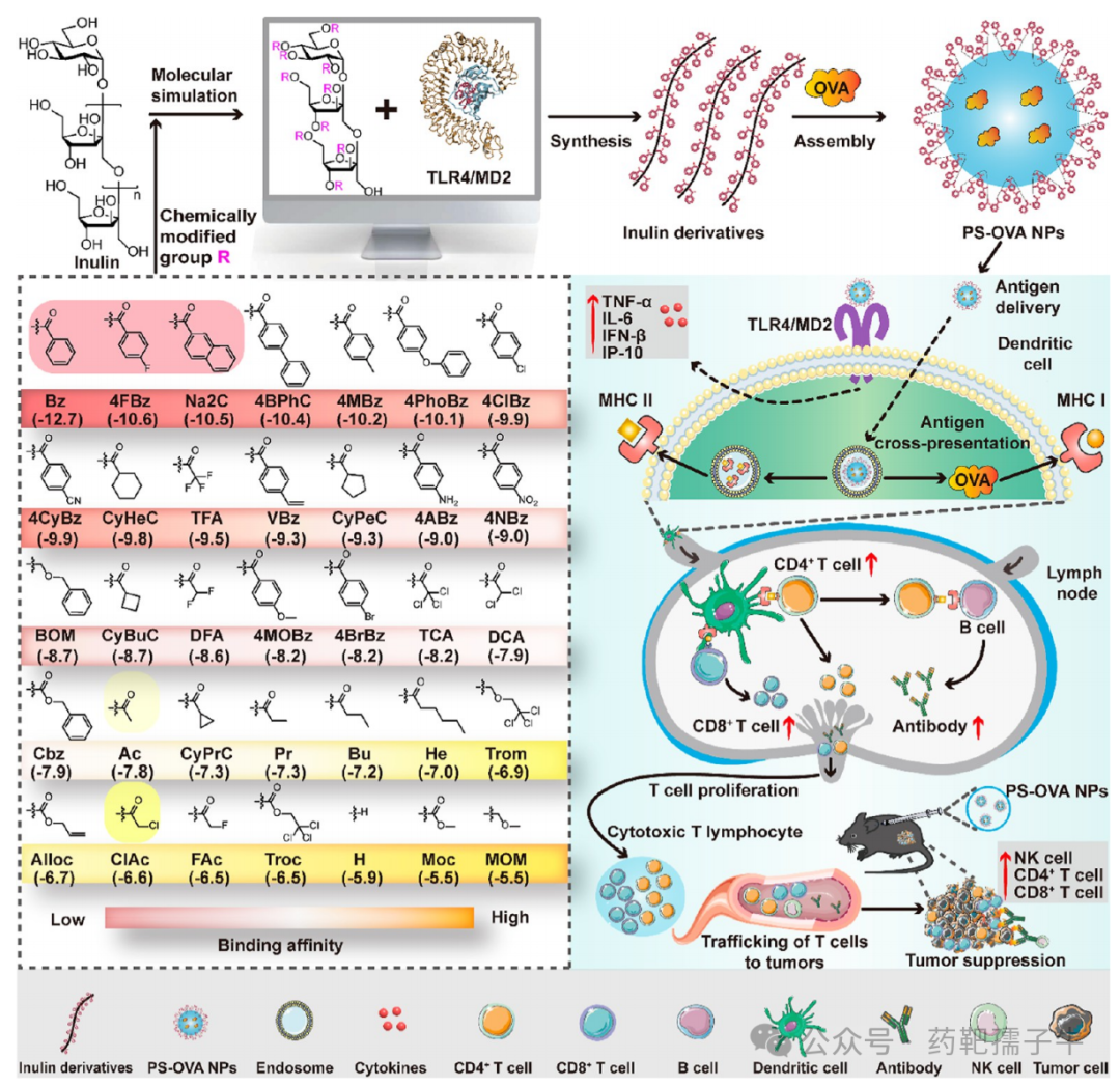 ACS Nano (IF=16.0): Computer-Guided Discovery of Polysaccharide Derivatives as Adjuvants for Cancer Immunotherapy Nanoparticle Vaccines
