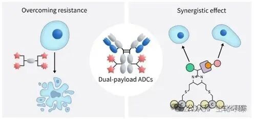 New Pathway for ADCs - Dual Payload ADCs