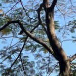 Dandelions in the Chip