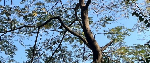 Dandelions in the Chip