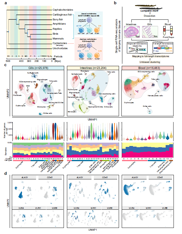 Discovery of an Unconventional Lamprey Lymphocyte Lineage Highlights Divergent Features in Vertebrate Adaptive Immune System Evolution