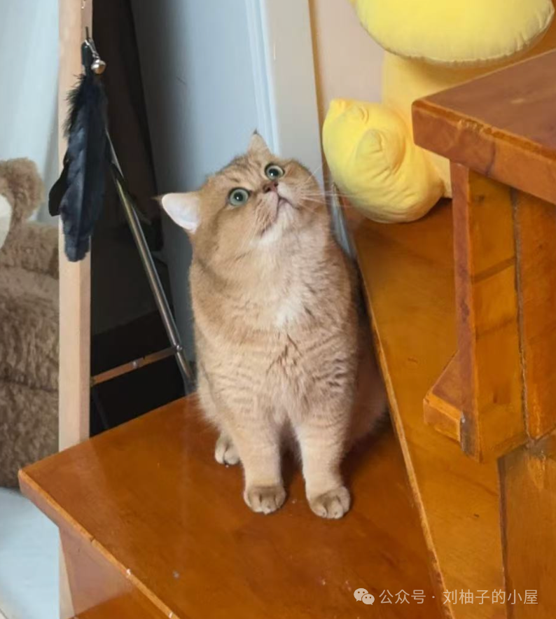 The Day of Atonement for Yuzu: When the Golden Shaded Cat Becomes the Mastermind Behind the Robotic Vacuum Strike!