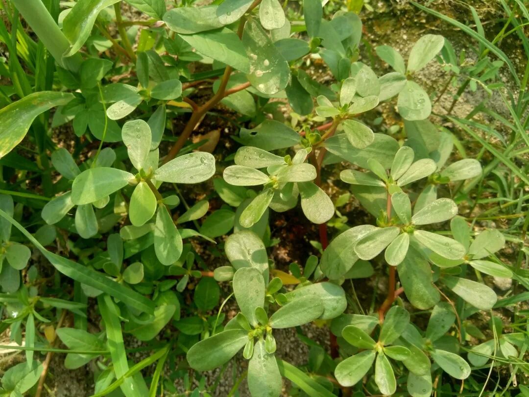 Purslane: A Nutrient-Rich 'Longevity Vegetable' with 16 Times the Vitamin C of Plums