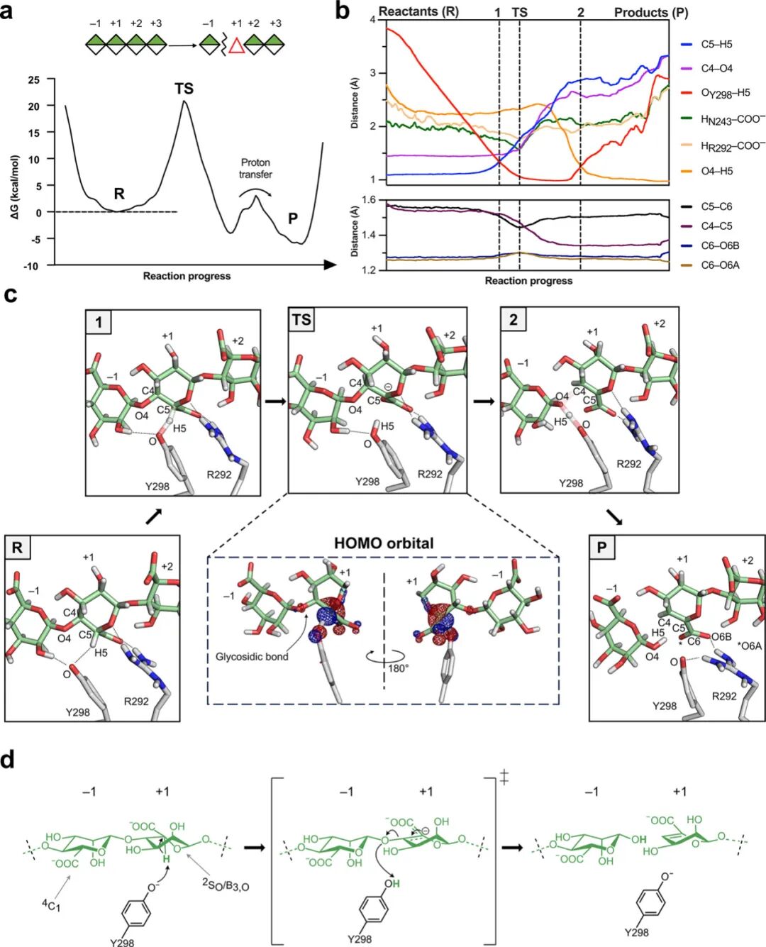 Mechanistic Analysis of a Mixed-Function Polysaccharide Lyase/Epimerase from the Human Gut Microbiota