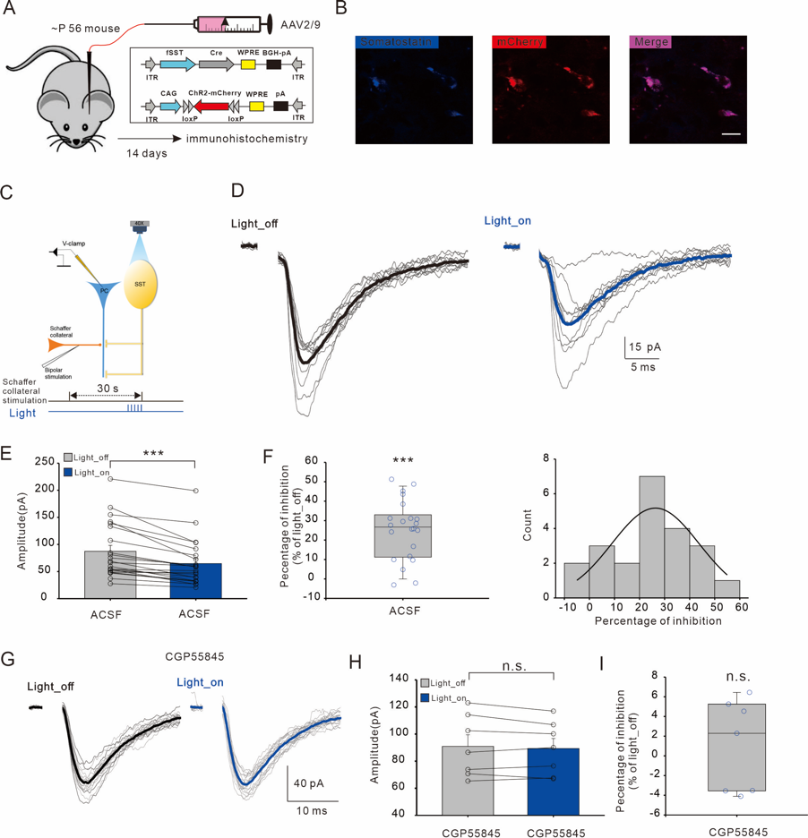 Zeng Linghui's Research Group at the Medical School Reveals the Mechanism by which Somatostatin Interneurons (SOM-INs) Regulate Excitatory Synapses through Astrocytic Purinergic Signaling