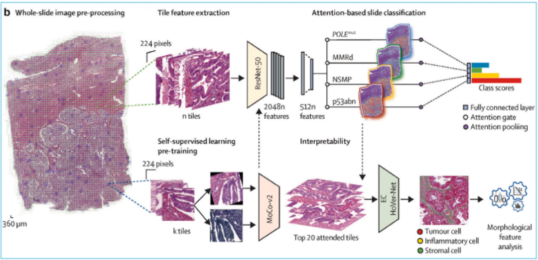 Industry Insights | Research Report on AI and Organoids and Organ-on-Chip Technologies