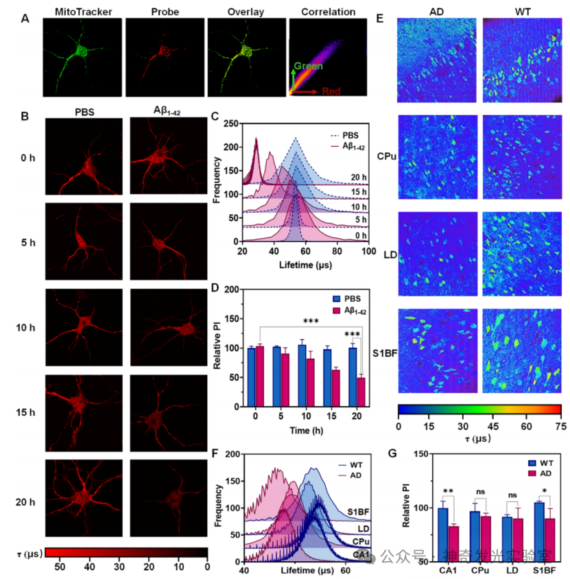 J. Am. Chem. Soc.: Analysis of Mitochondria-Specific Methionine Sulfoxide Reductase Activity Based on Dual-Channel Phosphorescence Ratiometry and Lifetime Imaging