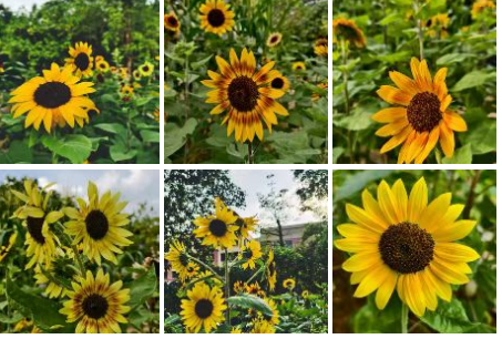 Advancing Artificial Intelligence General Education in Primary and Secondary Schools: Adhering to the "Six Principles"