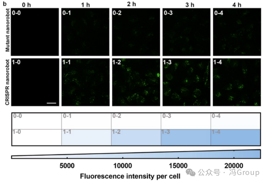 RNA-Activated CRISPR/Cas12a Nanorobots Operating in Live Cells