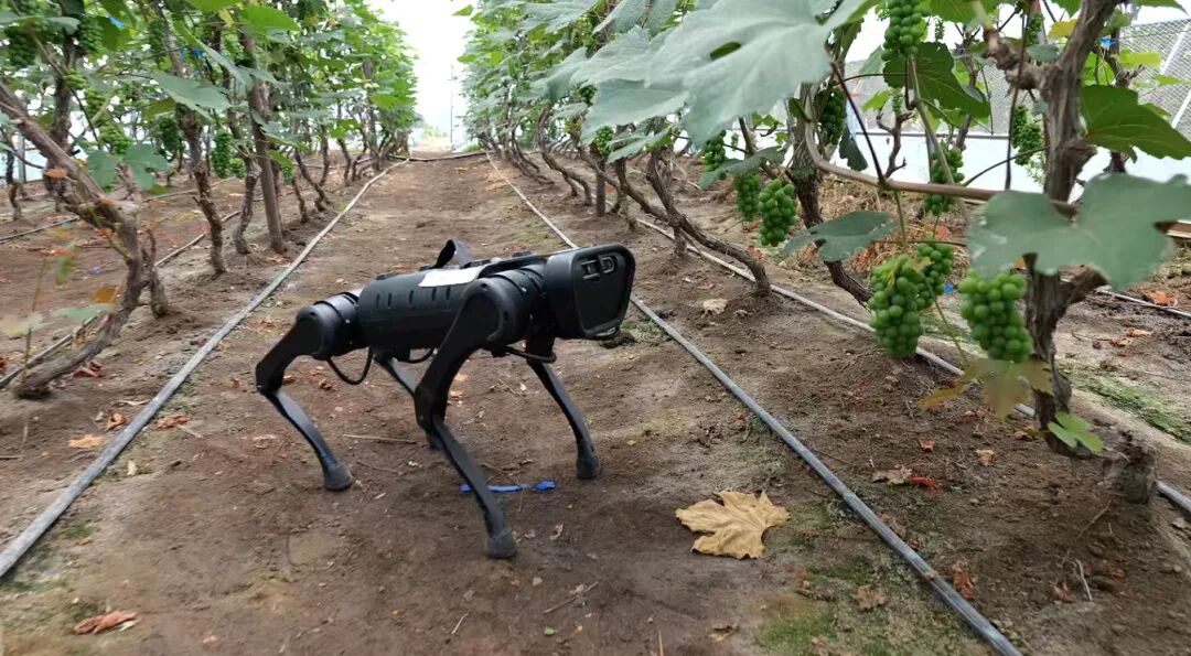 Summer Social Practice Activities of the Intelligent Robot Laboratory Team from the School of Automation Engineering (Part II)