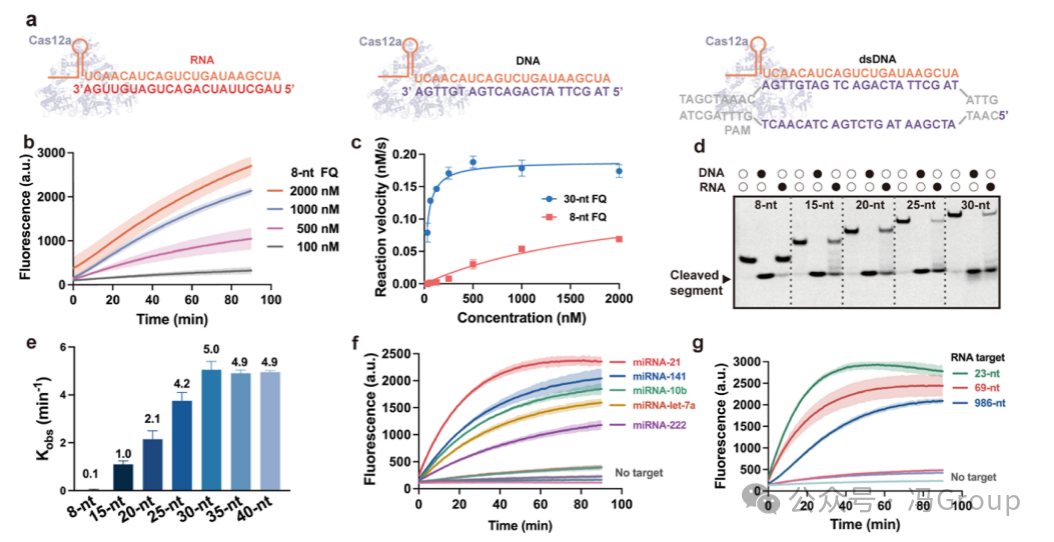 RNA-Activated CRISPR/Cas12a Nanorobots Operating in Live Cells
