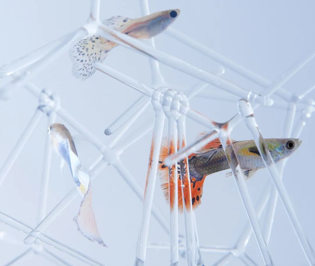 Applications of 3D Printing in Aquariums