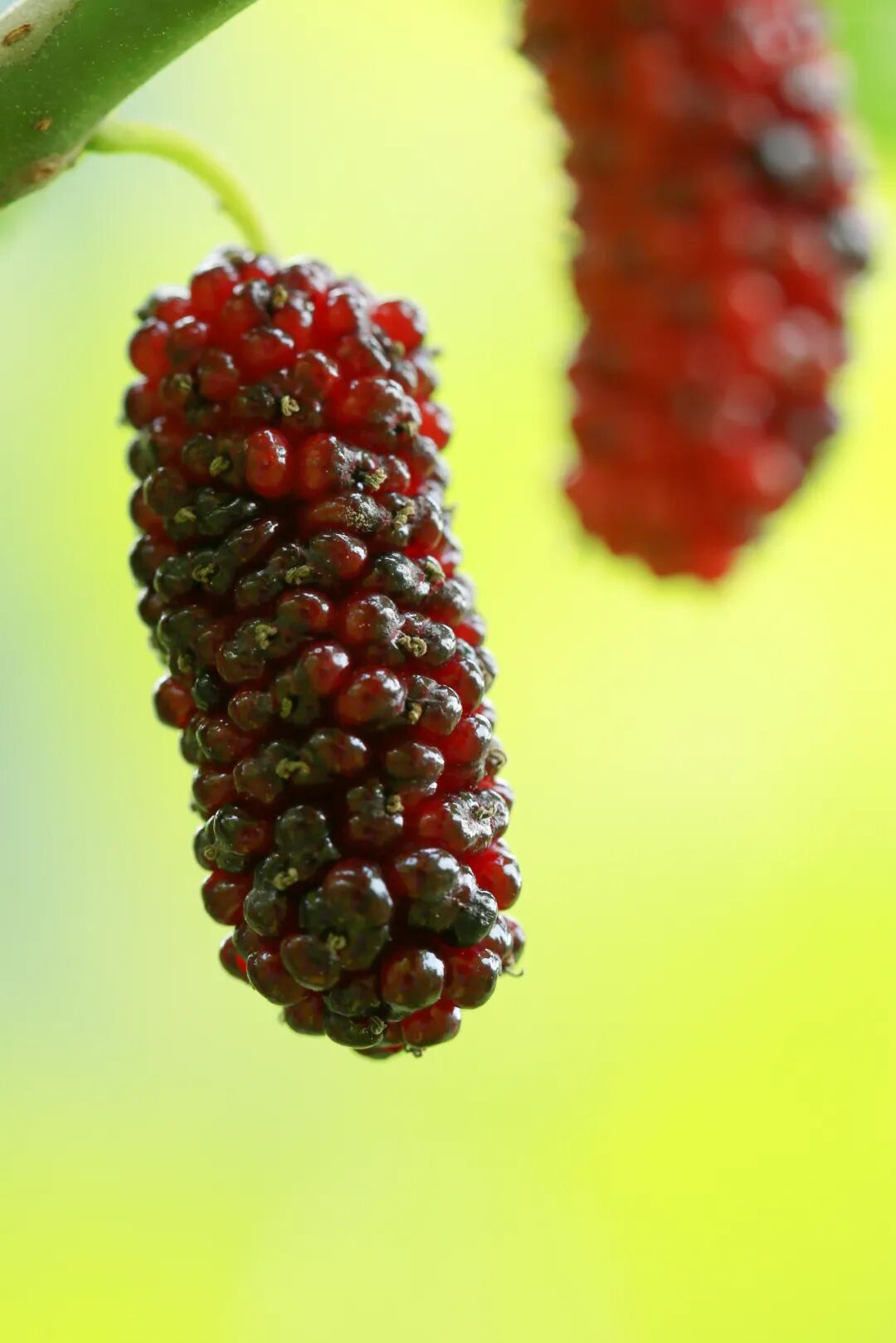 Mulberries: Four Times the Vitamin C of Blueberries and Their Numerous Benefits!