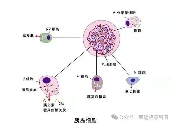 Understanding C-Peptide Reports: Decoding the Secrets of Pancreatic Function!