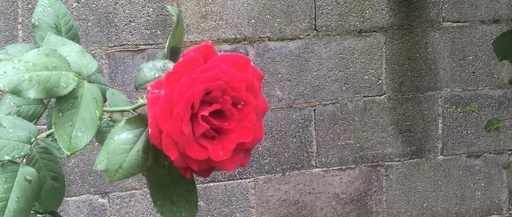 Installation and Configuration of PostgreSQL Debugger Plugin on Debian Linux