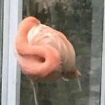 Porting the Panthor Driver for RK3588