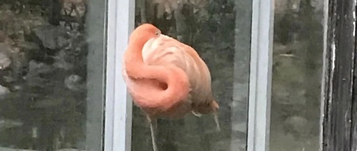 Porting the Panthor Driver for RK3588