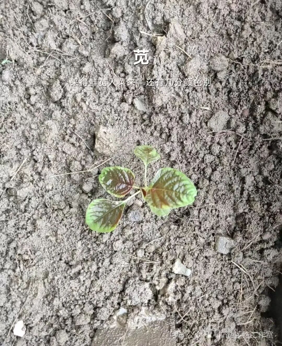 Sharing the Linux prlimit Command