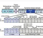 ADC Drug Advances in Non-Small Cell Lung Cancer