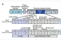ADC Drug Advances in Non-Small Cell Lung Cancer