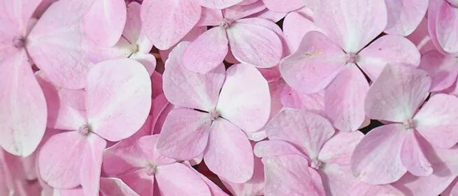 Applications and Prospects of AI Agents in the New Materials Field