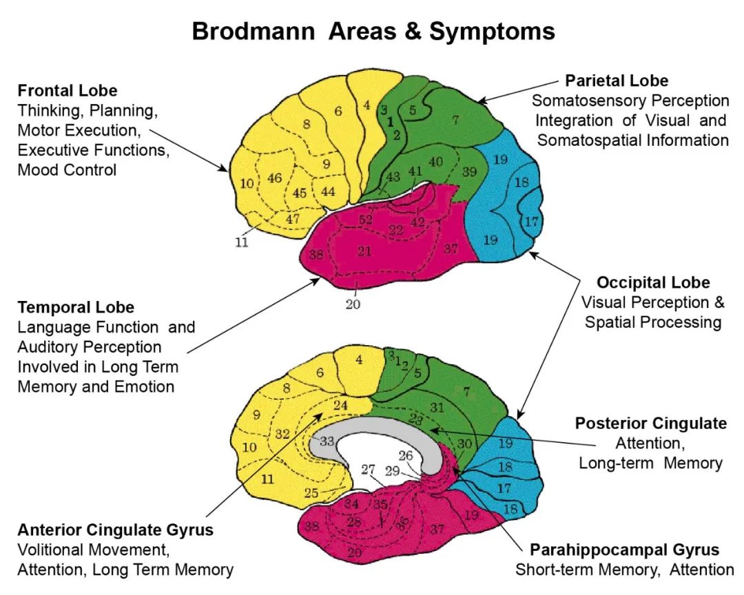Fundamentals of Neural Rehabilitation: Brodmann Brain Cortex Areas