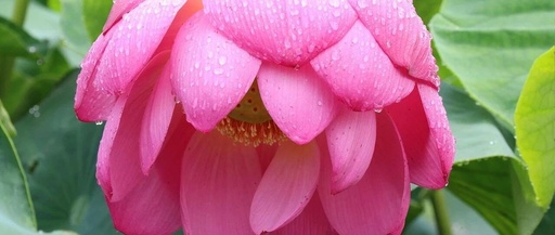 Daily Word 655: Wi-Fi