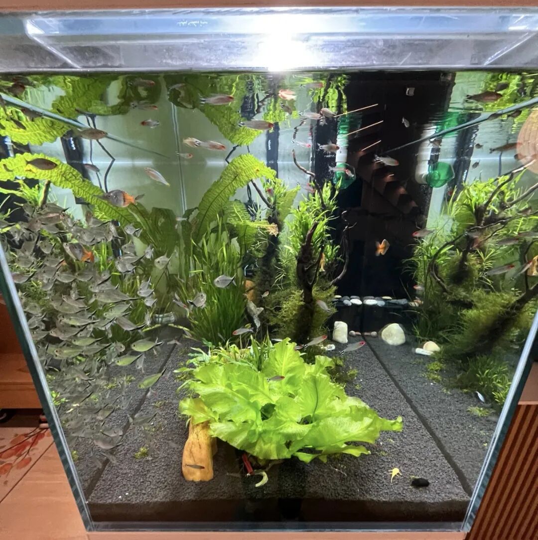 Custom Embedded Aquarium? Here Are Key Points to Discuss with Your Designer in Advance! (Aesthetic and Safety Considerations)