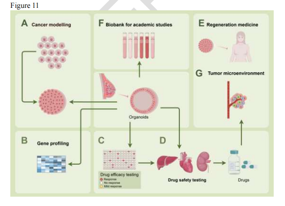 Bibliometric Insights into Breast Cancer Organoid Chips: Trends & Emerging Areas