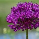 ICC Opinion: Is the Original Standby Letter of Credit Required When Making a Demand? R821(TA802rev)