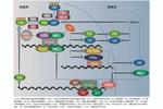 Overview of Circadian Rhythm and Research Progress on Circadian Rhythm Sleep-Wake Disorders