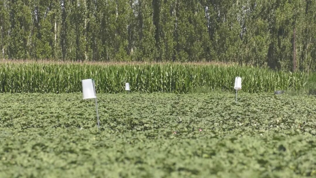 63rd Regiment Establishes IoT Pest Prediction and Control System to Support Smart Agriculture Development